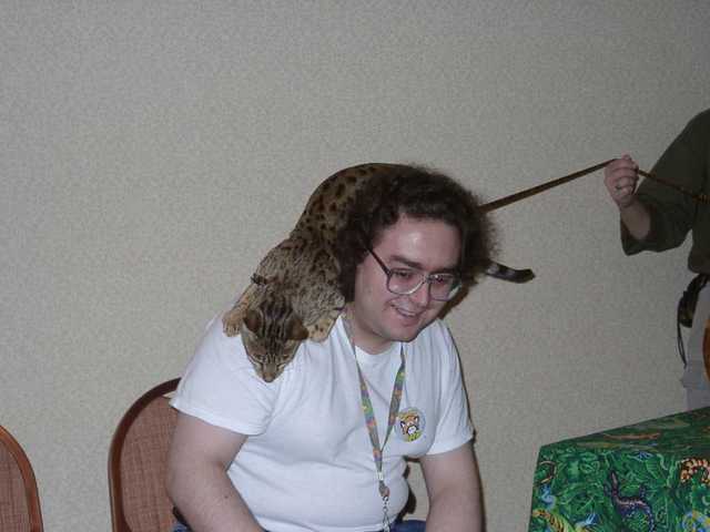 Kilaelae_the_Savanna_Cat_11