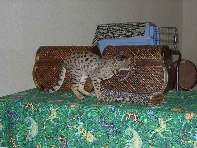 Kilaelae_the_Savanna_Cat_13