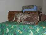 Kilaelae_the_Savanna_Cat_13