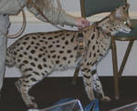 Highlight for Album: Serval Cat