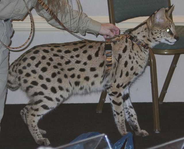 serval01