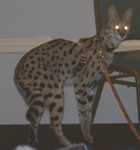 serval02