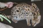 serval03