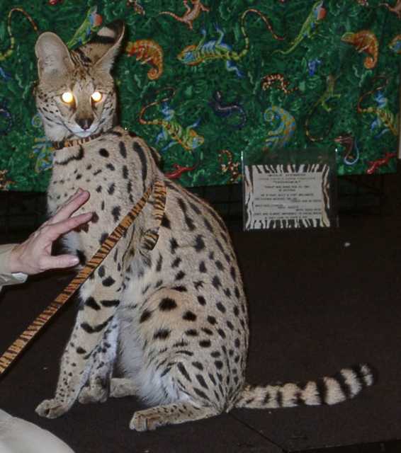 serval04