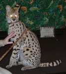 serval04