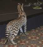 serval05