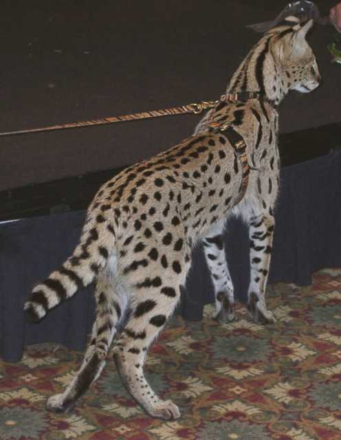 serval06