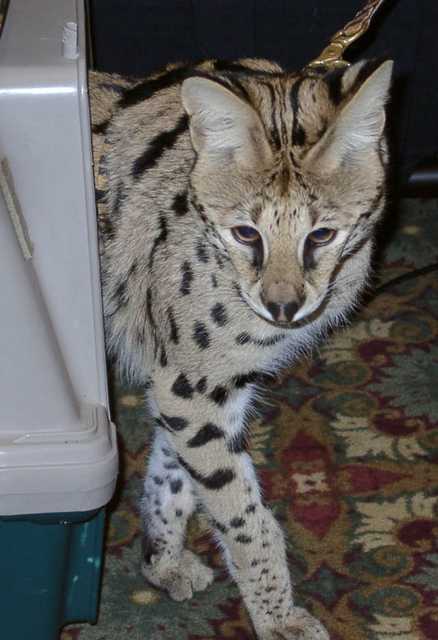 serval07