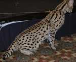 serval08