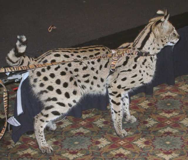 serval09
