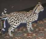 serval09
