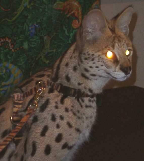 serval10
