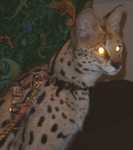 serval10