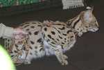 serval11