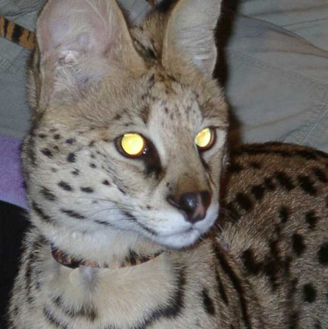 serval12