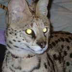 serval12