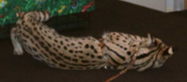 serval13
