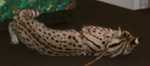 serval13