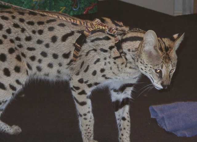 serval14