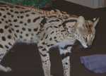 serval14