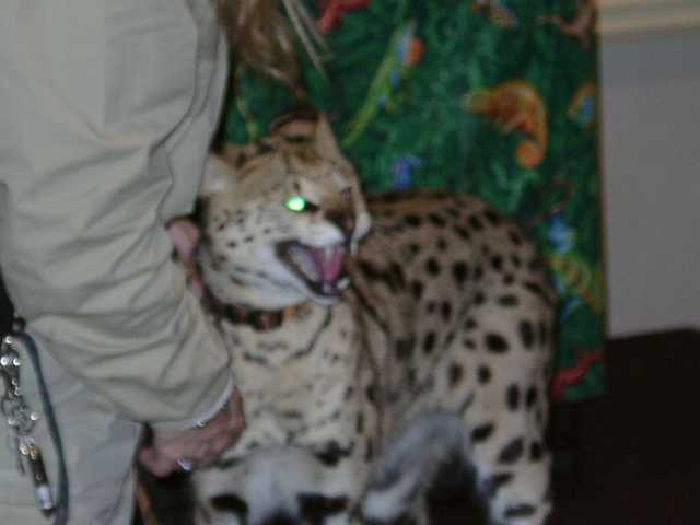 serval15