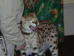 serval15