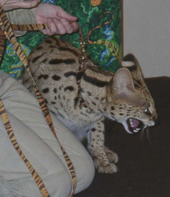 serval16