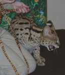 serval16