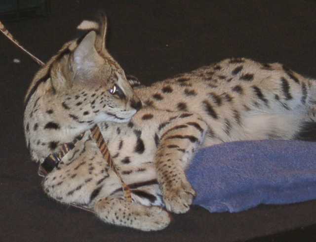 serval17