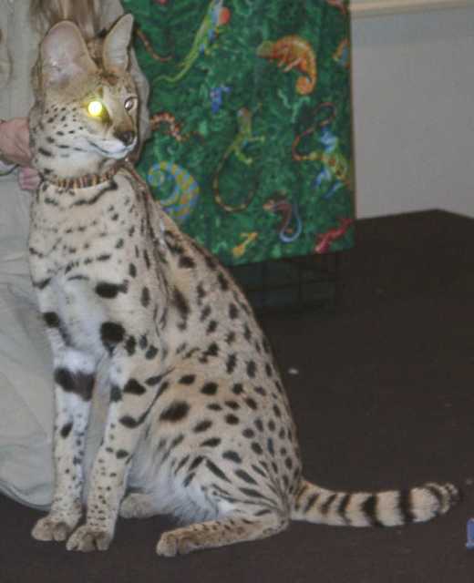serval18