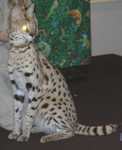 serval18