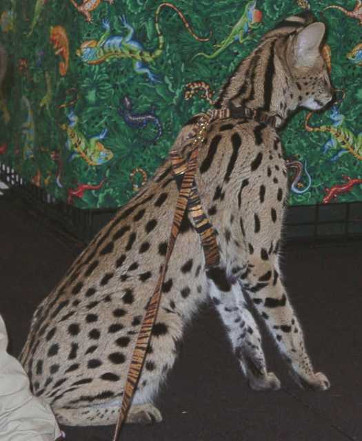 serval19