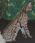 serval19