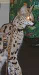 serval21
