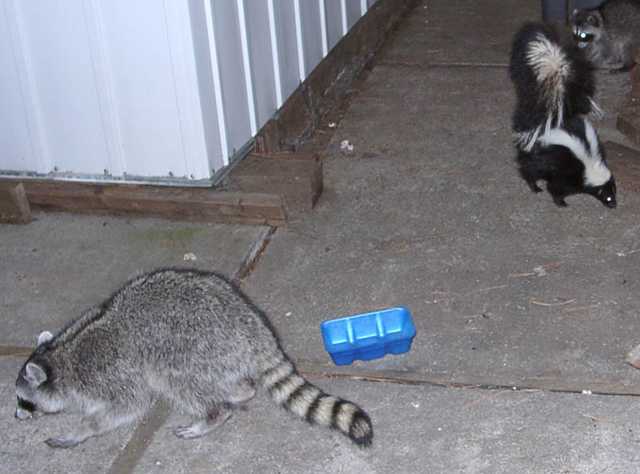 Coon-Skunk-1