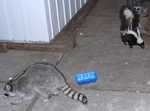 Coon-Skunk-1