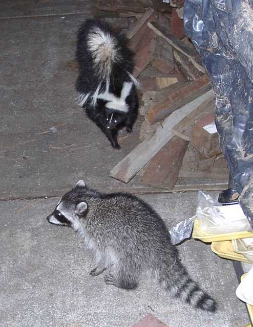 Coon-Skunk-2