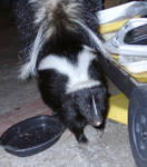 Highlight for Album: Skunks