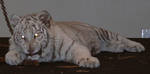 Highlight for Album: Tiger Cub