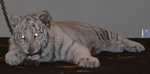 tiger01