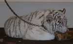 tiger02