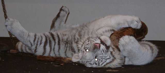 tiger03