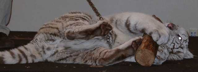 tiger04