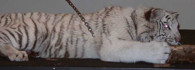 tiger05
