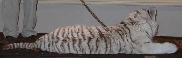 tiger06