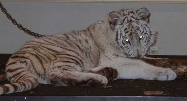 tiger07