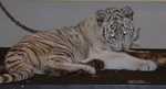 tiger07