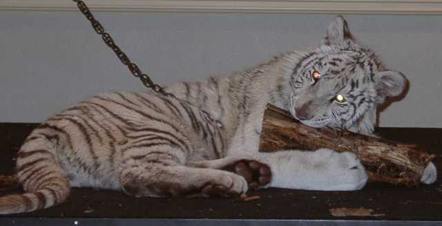 tiger08