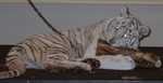tiger08