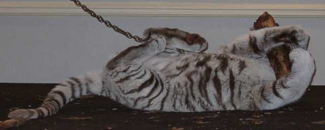 tiger09
